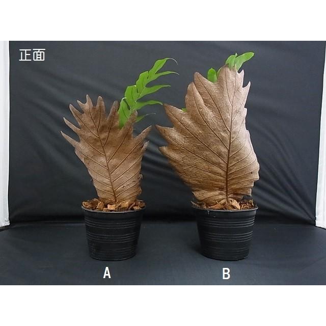 観葉植物 ドリナリア クエルシフォリア シダ植物 : hanabisou 観葉植物 ドリナリア クエルシフォリア シダ植物 : hanabisou