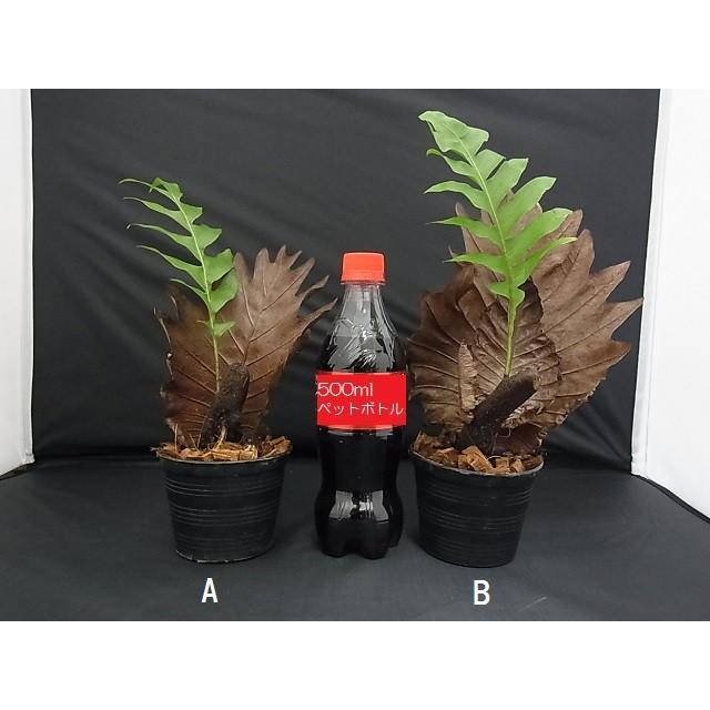 観葉植物 ドリナリア クエルシフォリア シダ植物 : hanabisou 観葉植物 ドリナリア クエルシフォリア シダ植物 : hanabisou
