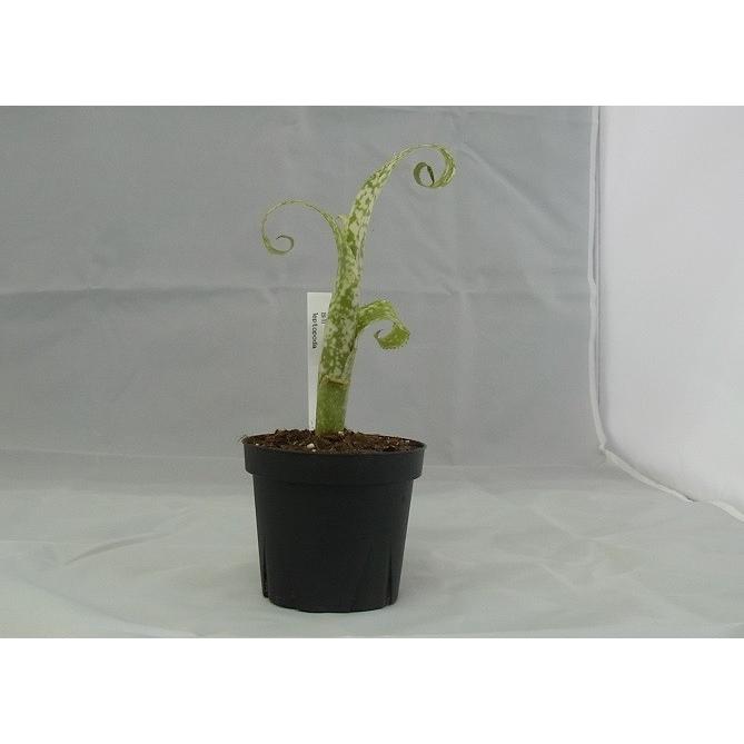 観葉植物 タンク ビルベルギア レプトポーダ Tan Hanabisou 通販 Yahoo ショッピング