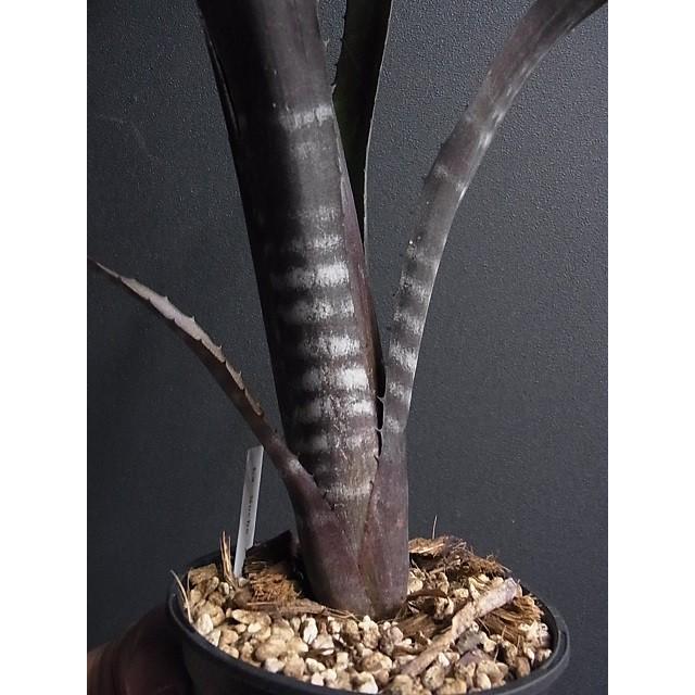 観葉植物 ビルベルギア ダースベイダー⑥ 大きめ 抜き苗 タンク