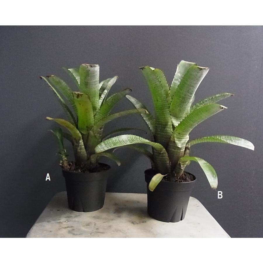 観葉植物 タンク エクメア キャンディケーン キャンディケイン