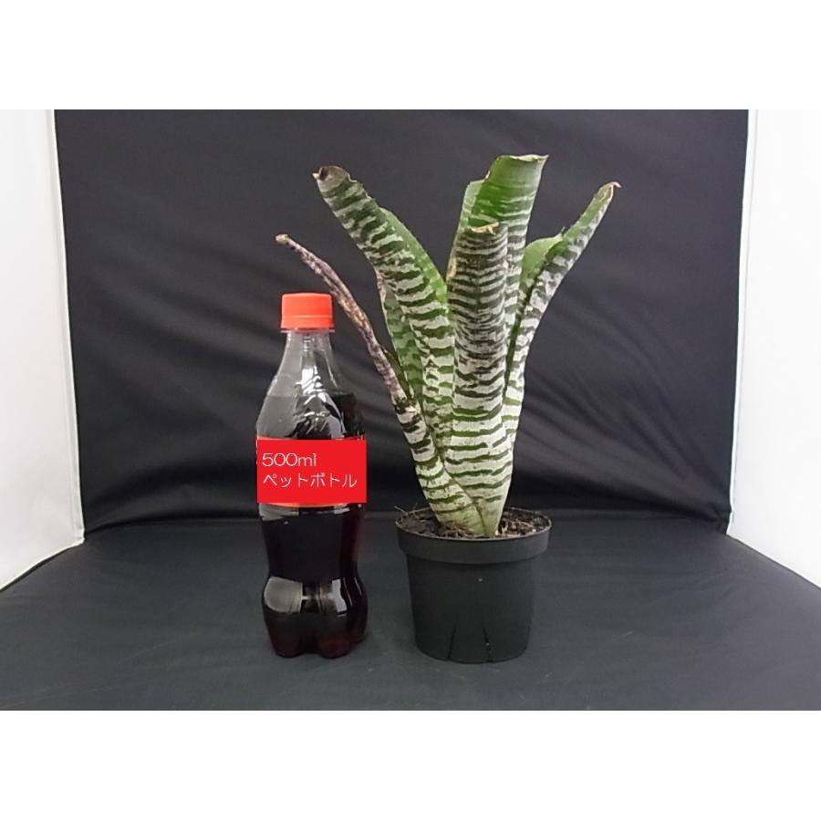 観葉植物 タンク エクメア チャンティニーブラックエボニー