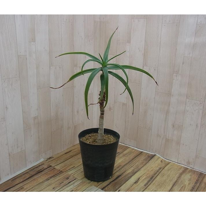 多肉植物 アロエ ストリアツラ 椰子アロエ 超希少 : hanabisou - 通販