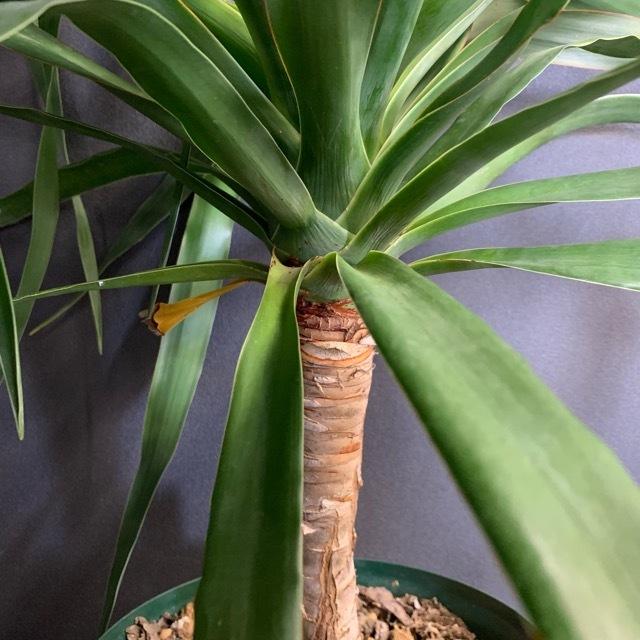 【希少】ドラセナ ドラコ本物 早いもの勝ち 観葉植物 レア ドラセナ ドラコ インテリア 素敵なプランツ 育て