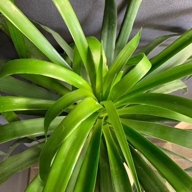 【希少】ドラセナ ドラコ本物 早いもの勝ち 観葉植物 レア ドラセナ ドラコ インテリア 素敵なプランツ 育て