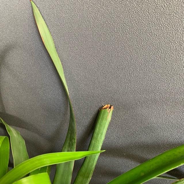 【希少】ドラセナ ドラコ本物 早いもの勝ち 観葉植物 レア ドラセナ ドラコ インテリア 素敵なプランツ 育て