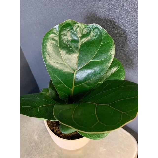 観葉植物 ゴムの木 フィカス リラータバンビーノ 観葉植物 ゴムの木 フィカス リラータバンビーノ