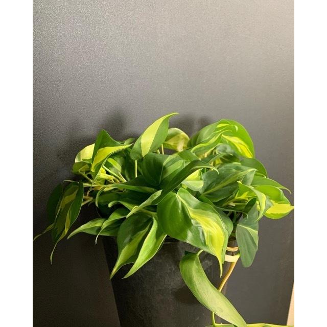 素敵なインテリア 観葉植物 熱帯植物 フィロデンドロン ブラジル Y 1110 Hanabisou 通販 Yahoo ショッピング