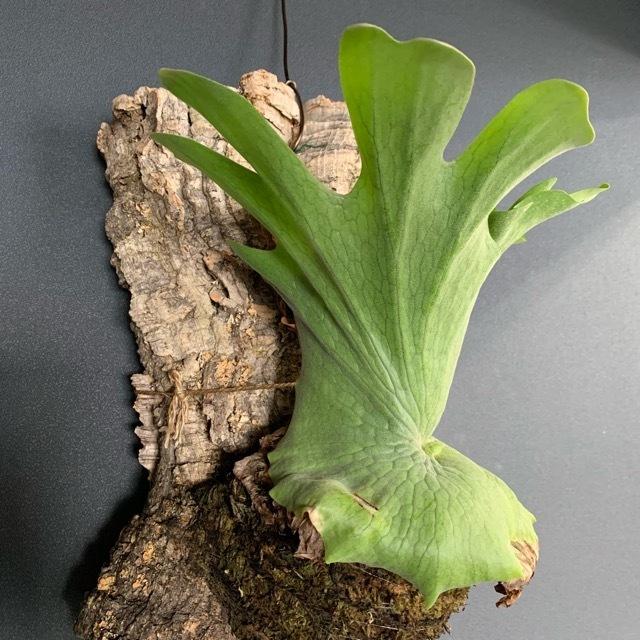 着生植物 観葉植物 コウモリラン ビカクシダ ワンダエ インテリア 素敵なプランツ 壁掛け Y 1117 Hanabisou 通販 Yahoo ショッピング