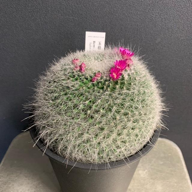 観葉植物 多肉植物 サボテン マミラリア 玉翁 インテリア 素敵な