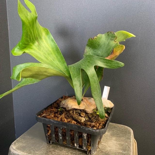 着生植物 観葉植物 コウモリラン ビカクシダ ヒリー 鉢タイプ