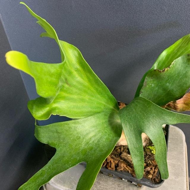 着生植物 観葉植物 コウモリラン ビカクシダ ヒリー 鉢タイプ