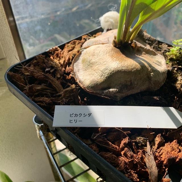 着生植物 観葉植物 コウモリラン ビカクシダ ヒリー 鉢タイプ 