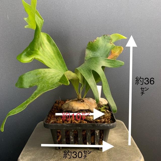 着生植物 観葉植物 コウモリラン ビカクシダ ヒリー 鉢タイプ