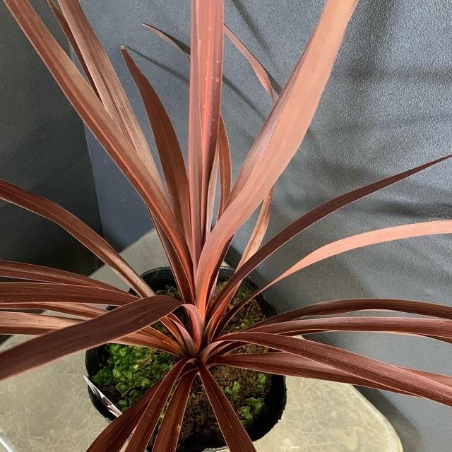 観葉植物 コルジリネ レッドスター インテリア 素敵なプランツ 素敵