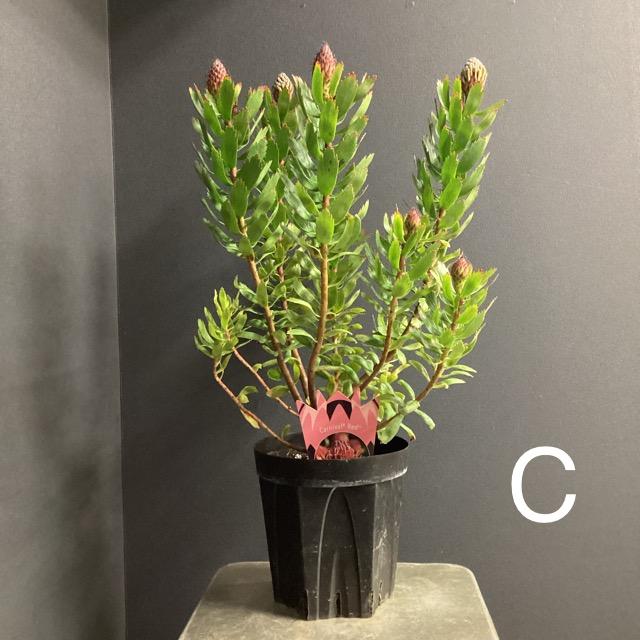 選べる オーストラリア植物 観葉植物 リューコスペルマム ピン