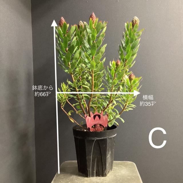 選べる オーストラリア植物 観葉植物 リューコスペルマム ピン