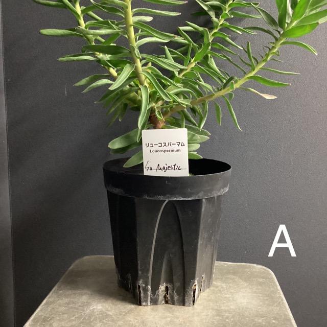 選べる オーストラリア植物 観葉植物 リューコスペルマム ピン