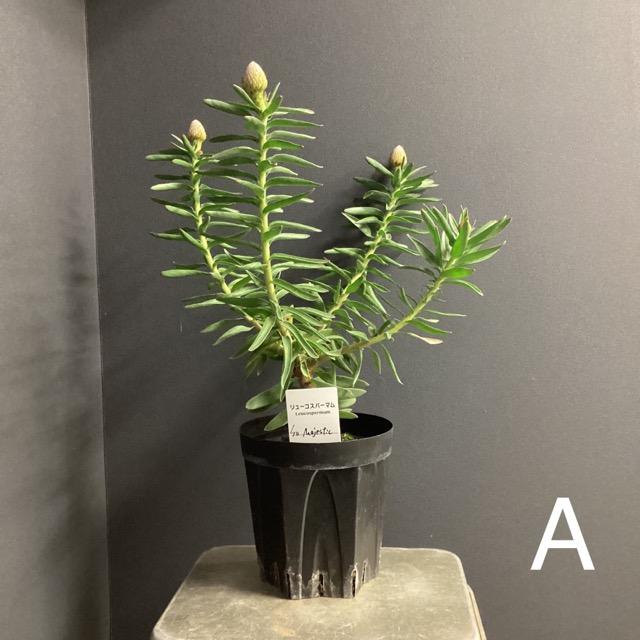 選べる オーストラリア植物 観葉植物 リューコスペルマム ピン