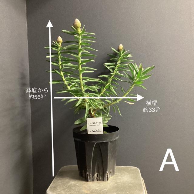 選べる オーストラリア植物 観葉植物 リューコスペルマム ピン