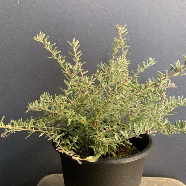 オーストラリア植物 観葉植物 グレビレア タヌンダ インテリア 素敵なプランツ 素敵なお庭 オージープランツ Y 1161 Hanabisou 通販 Yahoo ショッピング