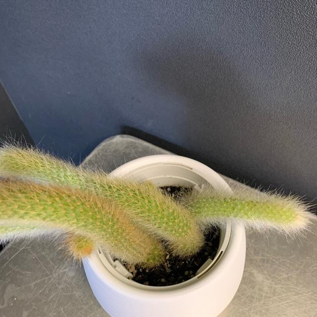 観葉植物 多肉植物 サボテン ヒルデウィンテラ 紐サボテン ヒモサボテン サボテン インテリア 素敵なプランツ Y 1169 Hanabisou 通販 Yahoo ショッピング