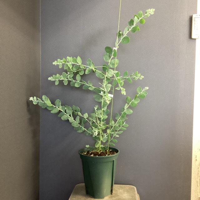オーストラリア植物 観葉植物 アカシア ボダリリーフォリア パールアカシア インテリア 素敵なプランツ 素敵なお庭 オージープランツ Y 1170 Hanabisou 通販 Yahoo ショッピング