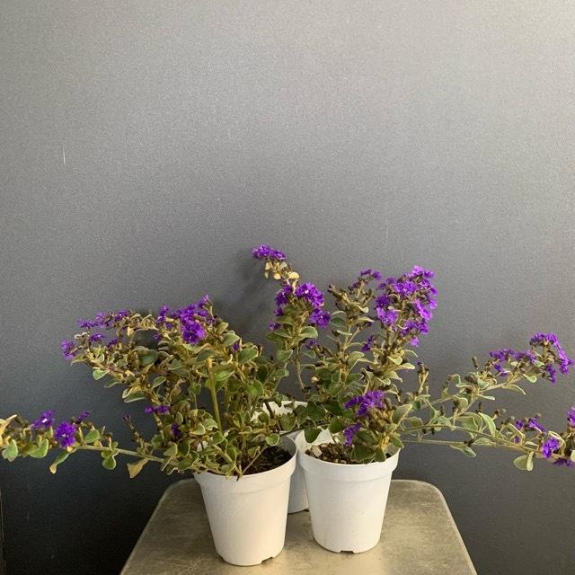 オーストラリア植物 観葉植物 ダンピエラ プルプレアフレア インテリア 素敵なプランツ 素敵なお庭 オージープランツ Y 1180 Hanabisou 通販 Yahoo ショッピング