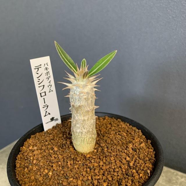 コーデックス 塊根植物 観葉植物 パキポディウム デンシフローラム