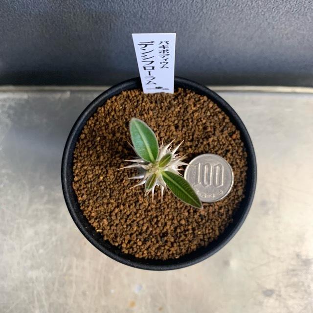 コーデックス 塊根植物 観葉植物 パキポディウム デンシフローラム