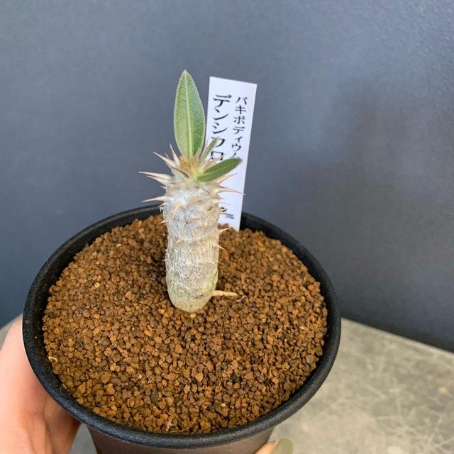 コーデックス 塊根植物 観葉植物 パキポディウム デンシフローラム