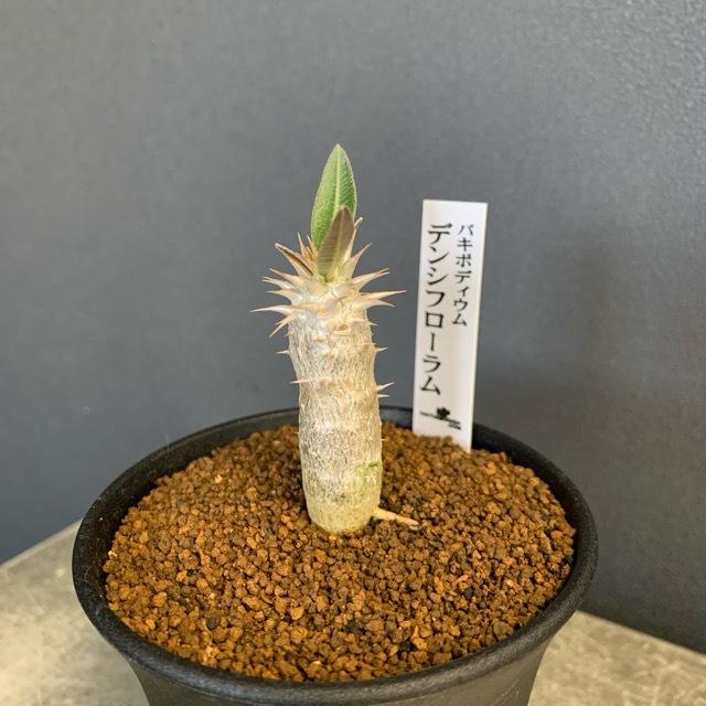 コーデックス 塊根植物 観葉植物 パキポディウム デンシフローラム