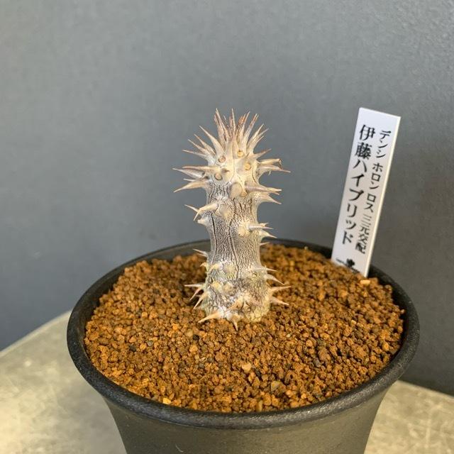 コーデックス 塊根植物 観葉植物 パキポディウム デンシホロンロス三元