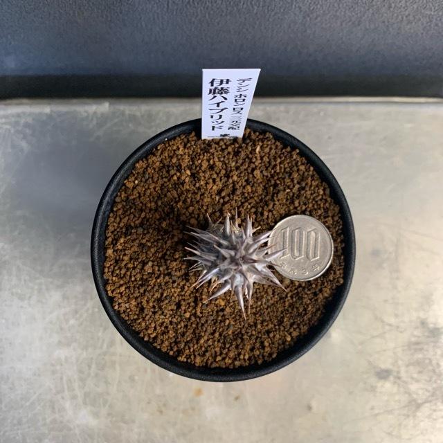 コーデックス 塊根植物 観葉植物 パキポディウム デンシホロン コーデックス 塊根植物 観葉植物 パキポディウム デンシホロン