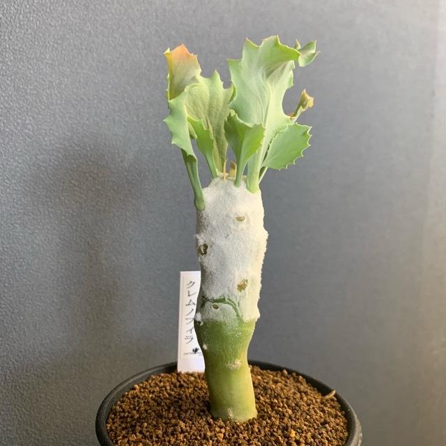 レアオトンナ！ パベルカエ オトンナ 多肉植物 塊根植物 実生 2025年