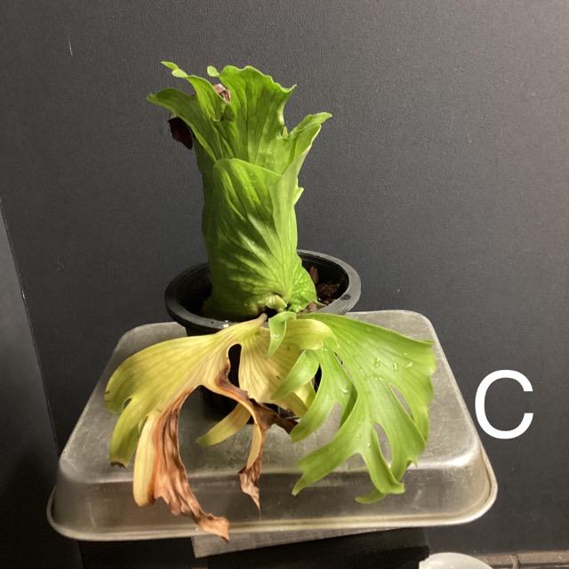 選べる 着生植物 観葉植物 コウモリラン ビカクシダ コロナリウム