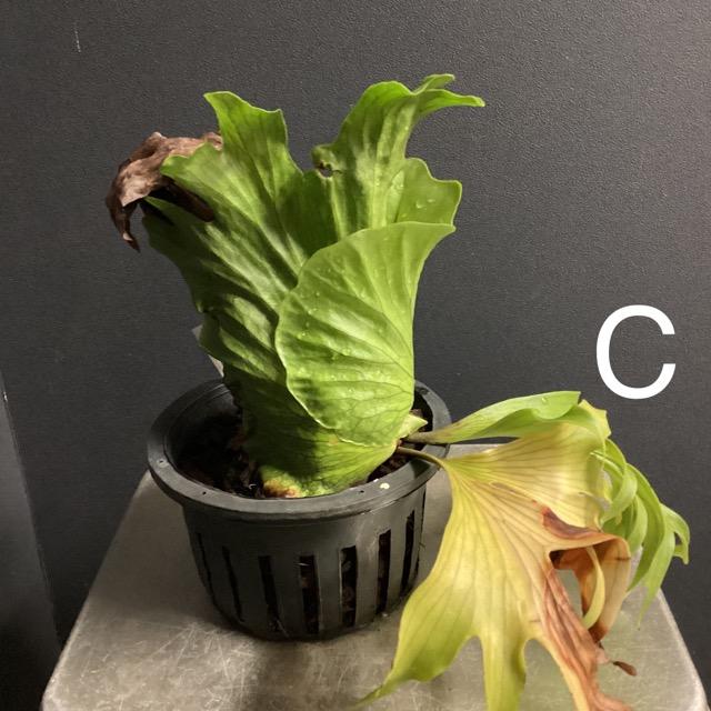 選べる 着生植物 観葉植物 コウモリラン ビカクシダ コロナリウム