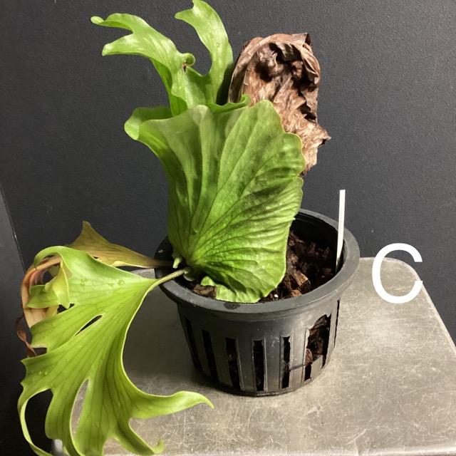 選べる 着生植物 観葉植物 コウモリラン ビカクシダ 選べる 着生植物 観葉植物 コウモリラン ビカクシダ