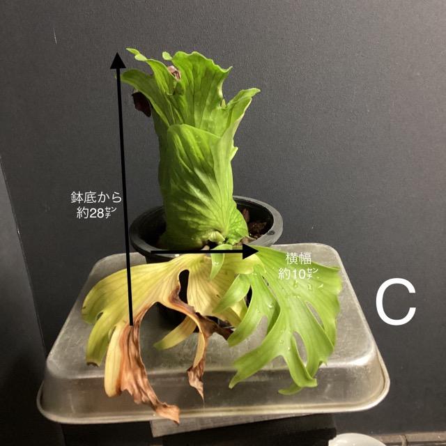 選べる 着生植物 観葉植物 コウモリラン ビカクシダ コロナリウム