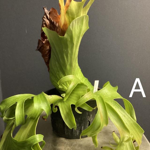 選べる 着生植物 観葉植物 コウモリラン ビカクシダ コロナリウム