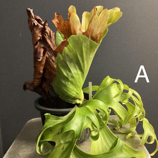 選べる 着生植物 観葉植物 コウモリラン ビカクシダ コロナリウム