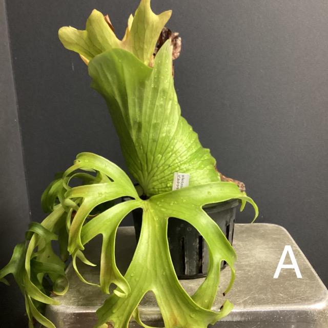 選べる 着生植物 観葉植物 コウモリラン ビカクシダ コロナリウム