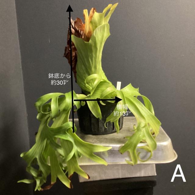 選べる 着生植物 観葉植物 コウモリラン ビカクシダ コロナリウム