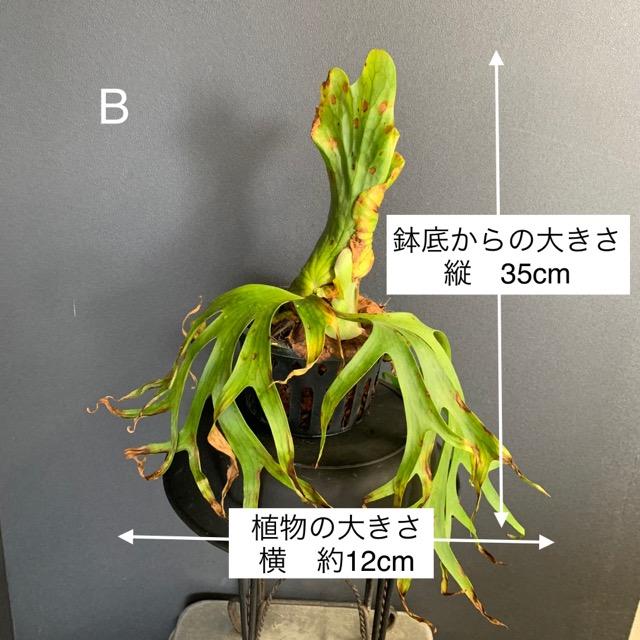 選べる 着生植物 観葉植物 コウモリラン ビカクシダ 選べる 着生植物 観葉植物 コウモリラン ビカクシダ