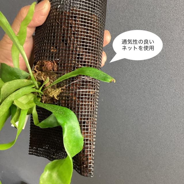 着生植物 観葉植物 コウモリラン ビカクシダ ビフルカツム インテリア