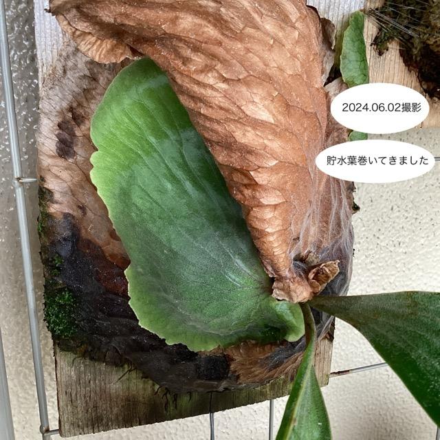 着生植物 観葉植物 コウモリラン ビカクシダ エラワン