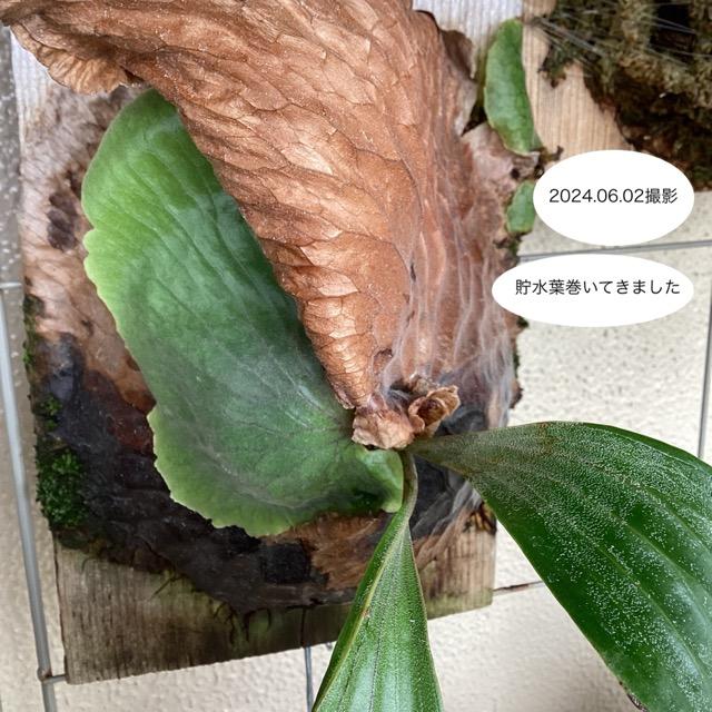 着生植物 観葉植物 コウモリラン ビカクシダ エラワン マダガスカル  