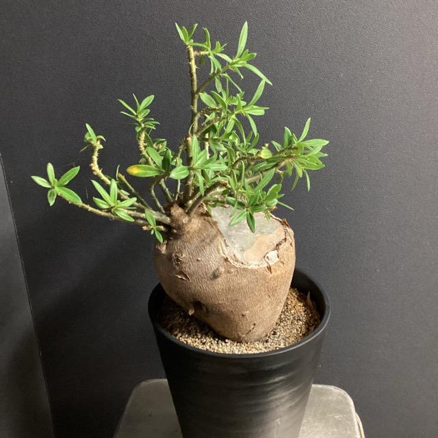 塊根植物 コーデックス パキポディウム ビスピノーサム 現地株 塊根