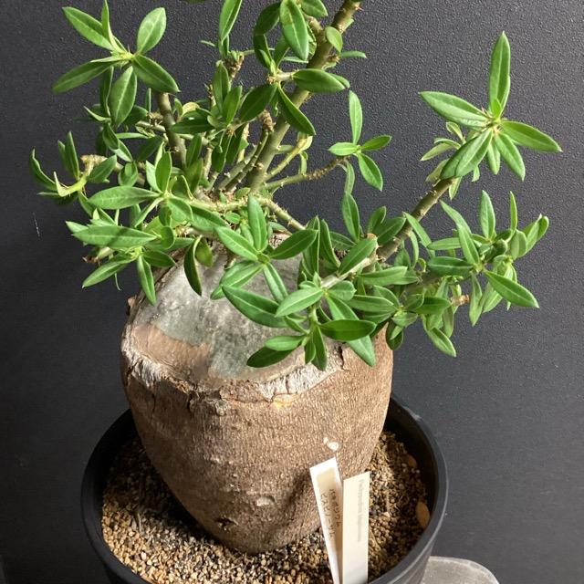 コーデックス 塊根植物 観葉植物 パキポディウム ビスピノーサム