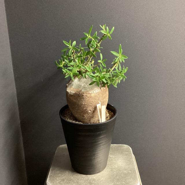 コーデックス 塊根植物 観葉植物 パキポディウム ビスピノーサム